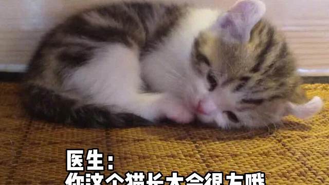 哈基米界自己的电视机