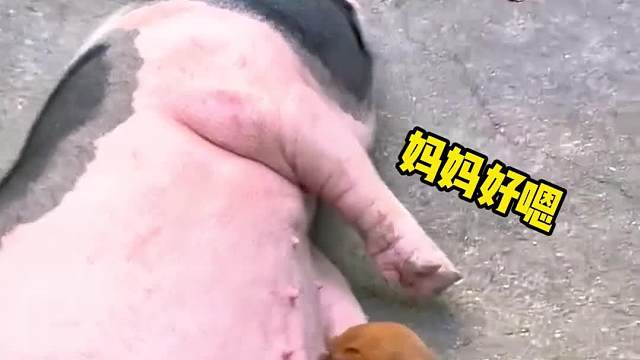 独生子的快乐啊