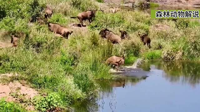皮鞋鳄鱼大战角马