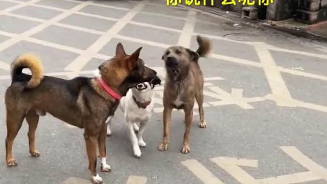 谁是今年最佳和事佬奖呢？