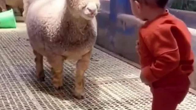 羊也是懂人情世故的