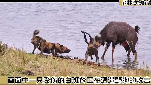 野狗大战白斑羚却被鳄鱼老六捡了便宜