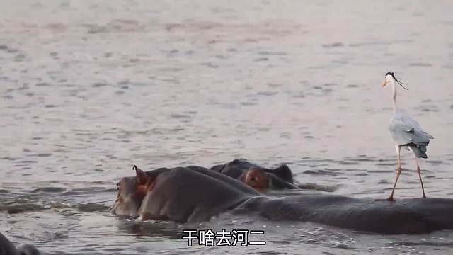 苍鹭与河马！这河马的脾气是真好！
