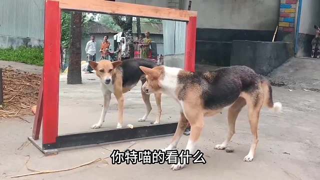 狗狗眼里的二维空间！