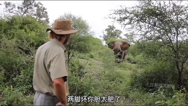 给大象弄的有点懵！