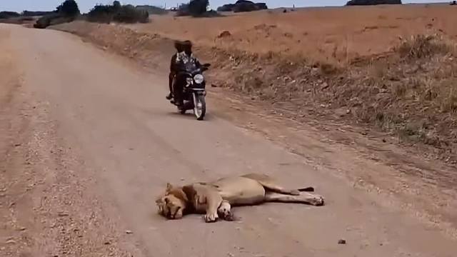 给狮子吓一跳！