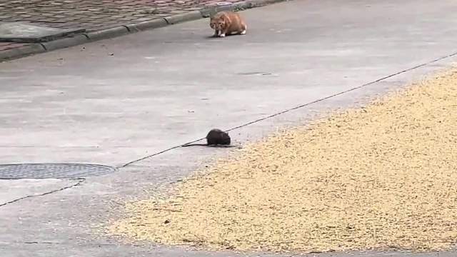 给猫整懵了，它咋不跑那。