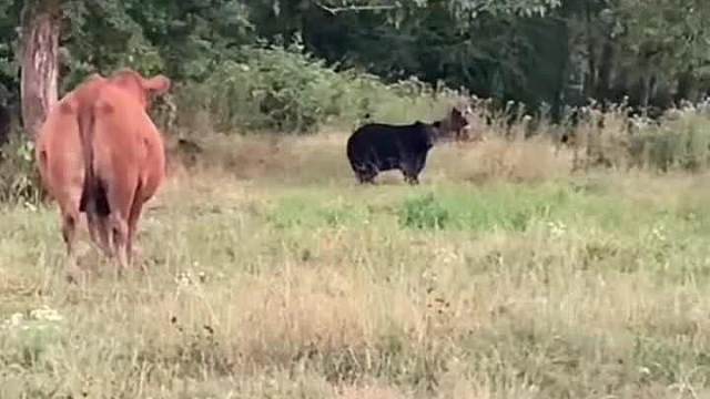 黑熊看见牛有点不知所措