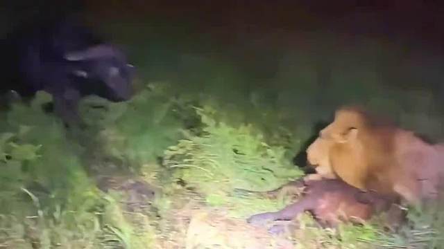 解救老牛家的独苗