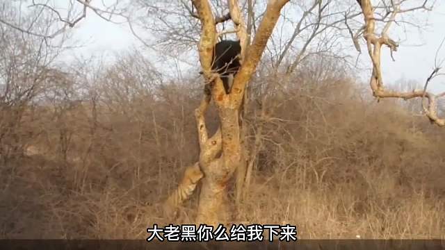 老虎与熊！树下老虎，树上熊！