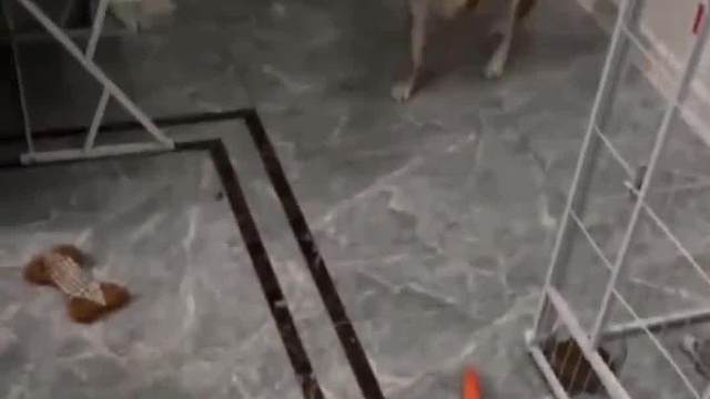 #关注我每天分享不同的搞笑故事#看一遍笑一遍#专治不开心