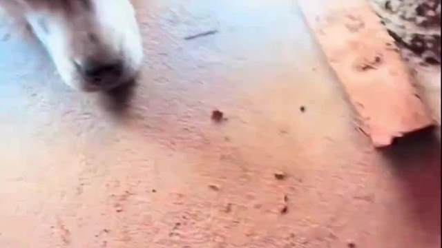 #萌宠成精了是种怎样的体验#看一遍笑一遍#专治不开心