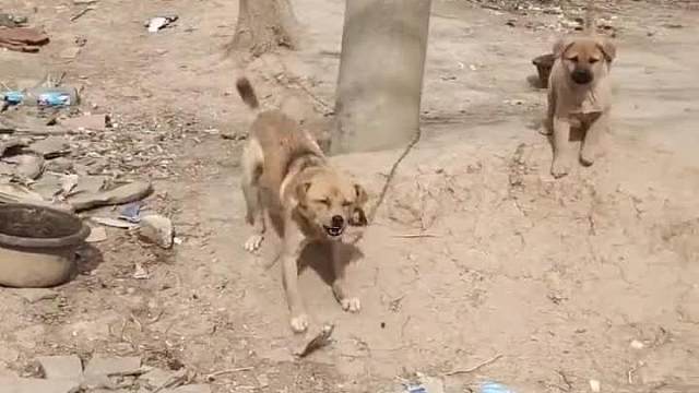 狗子，识时务者为俊杰，先不跟你计较