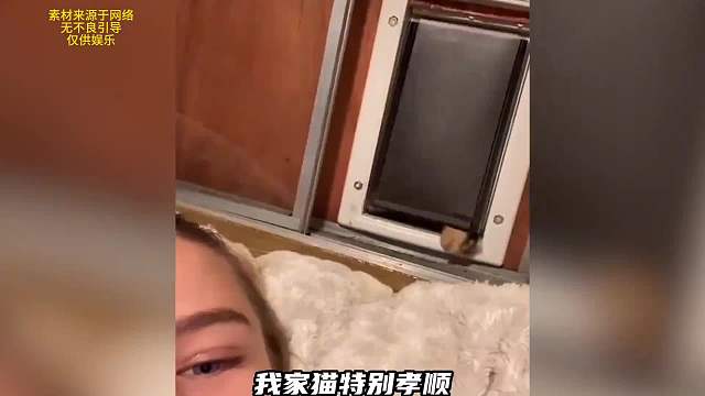 动物们的迷惑行为，哪一个逗笑了你