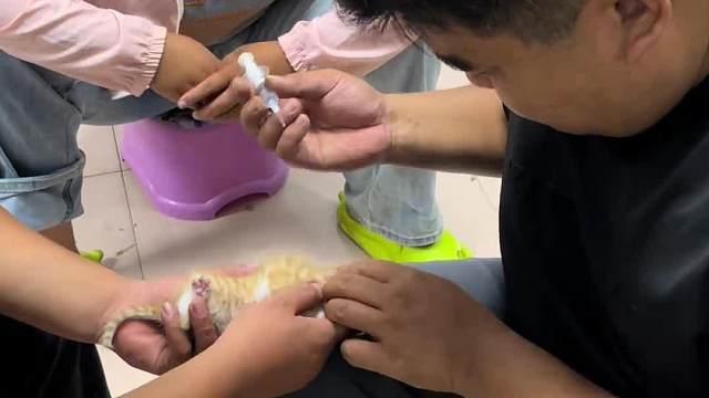 给猫扎针，扎住自己了