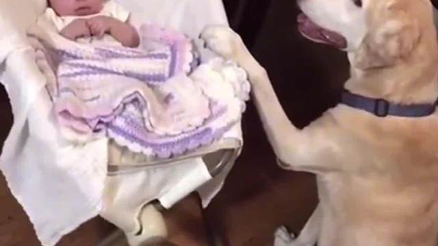 狗子帮忙带孩子，得狗如斯，夫复何求！