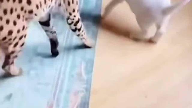 霸道总裁喵的傲娇小娇妻！像不像你的女朋友