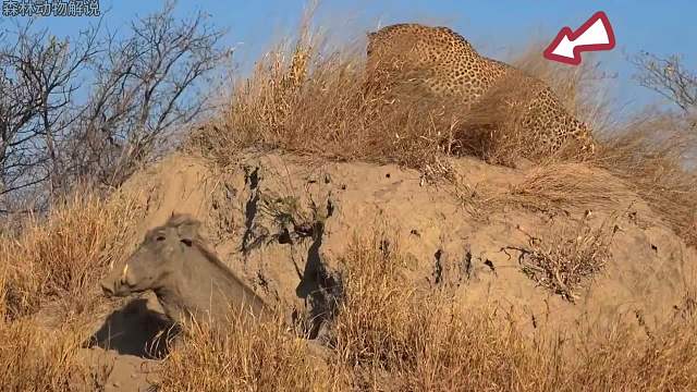 花豹在疣猪家门口搞埋伏