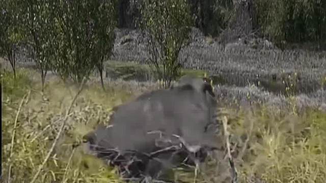 狮子埋伏小野牛