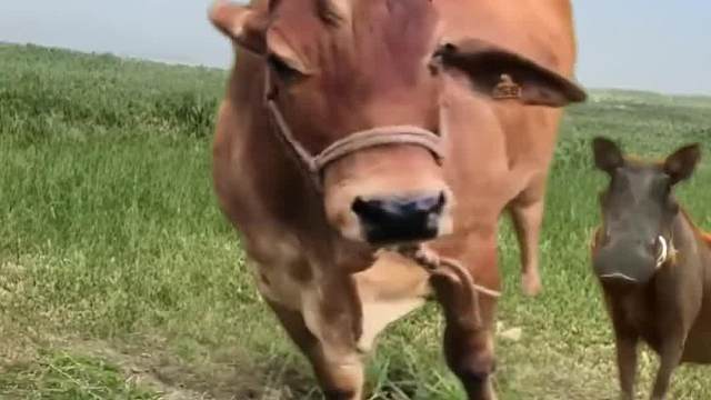 疣猪看着黄牛疣猪看着黄牛