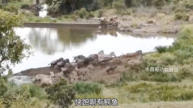 斑马被鳄鱼咬住！河马们挺身而出！