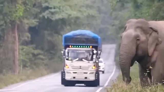 欢迎光临大象收费站