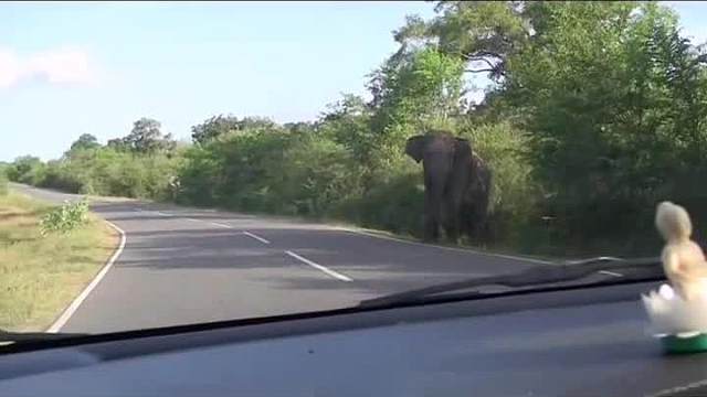 大象：别拍啦你到底走不走！这不许乱停车！