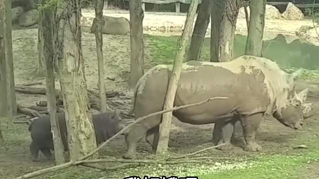 好奇的河小胖，尴尬的行道犀。