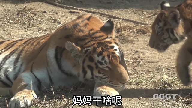 虎爸爸去哪了！