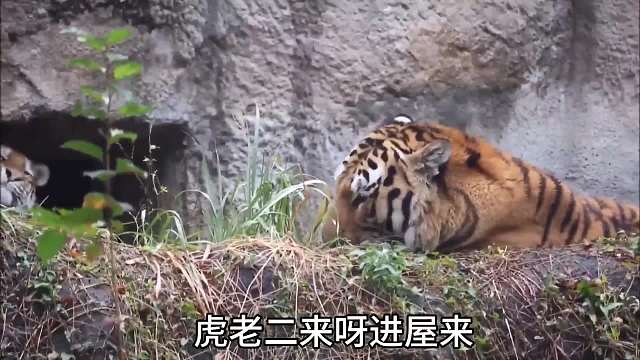 虎老二一次美丽的邂逅！