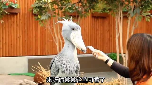 看着傻，其实它老尖了。比猴还精！