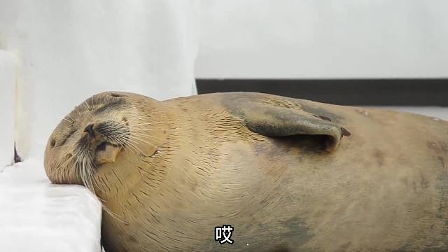 空空如也的豹豹！