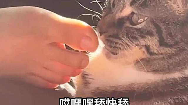 猫和狗的区别，就是一个会舔，一个不会舔#动物搞笑配音