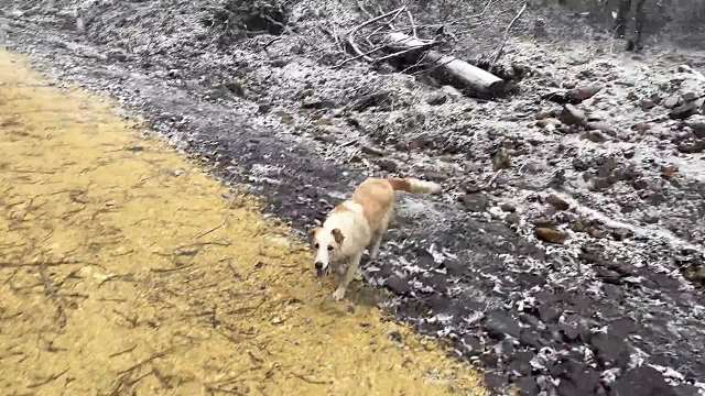 一场大雪“疯了”仨