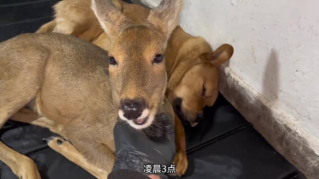 傻狍子夜袭电钻狗