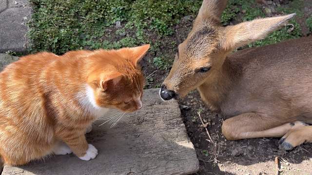 橘猫猫和傻狍子