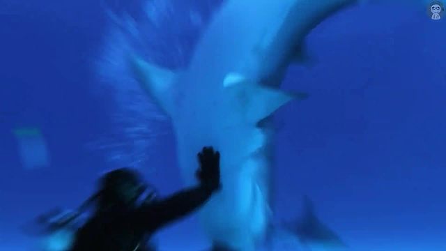 34_将鲨鱼翻转过来，就能让他一动不动？盘点动物的神秘催眠方式！ #科普 #动物世界 #催眠动物 #翻转鲨鱼