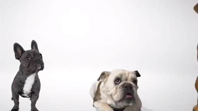 你们养的狗和我养的狗