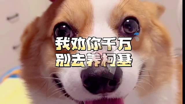 我劝你千万别去养柯基，因为…