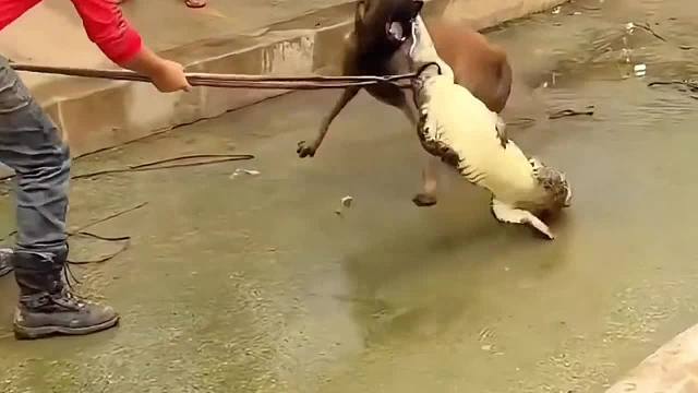 盘点那些狗子的悲惨时刻 没有