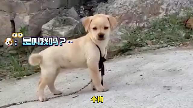 看完这个视频，你再也不用怀疑狗子能听懂你说话了