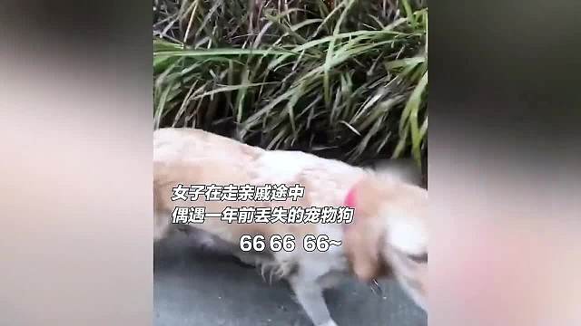 盘点人和狗狗的感动瞬间，万物皆有情，它们