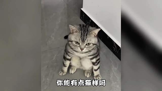 猫：我这模仿能力放在整个喵界都是相当炸裂的