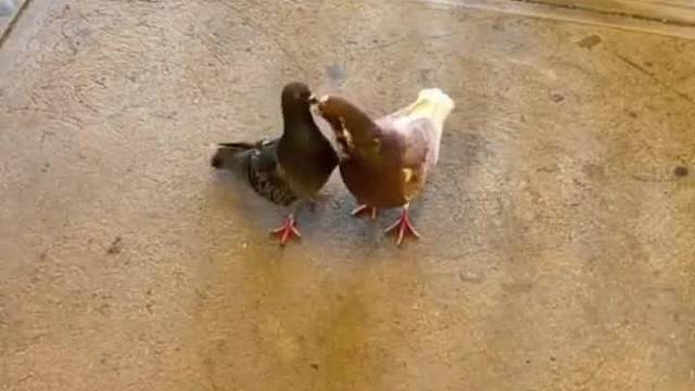 你们人类为什么吃的这么搞笑宠物视频#迷惑行为#看一遍笑一遍#搞笑