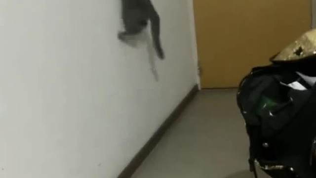 你能否躲得过我的死亡凝视？宠物搞笑视频#迷惑行为#看一遍笑一遍#搞笑