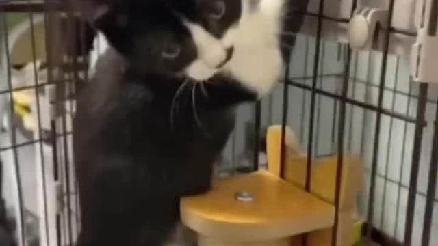 拿什么拯救你，我的孩子宠物搞笑视频#迷惑行为#看一遍笑一遍#搞笑