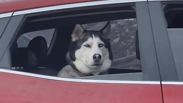 当不同品种的狗狗混血后#一定要看到最后