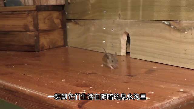 原来鼠鼠也可以这么可爱