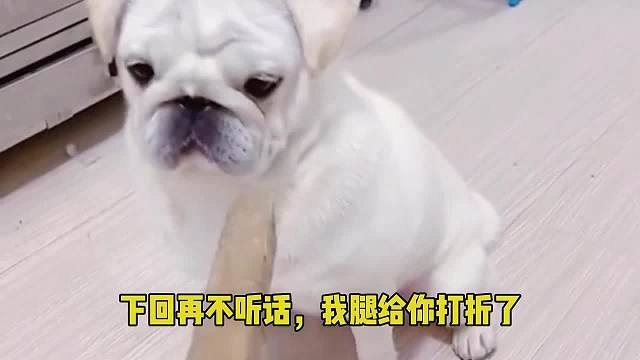 这些狗子不拿奥斯卡金像奖真是可惜了