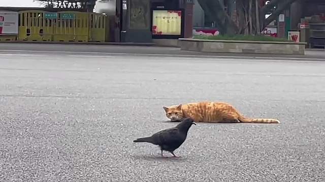 喵星人：你以为了 老虎得叫我一声师傅